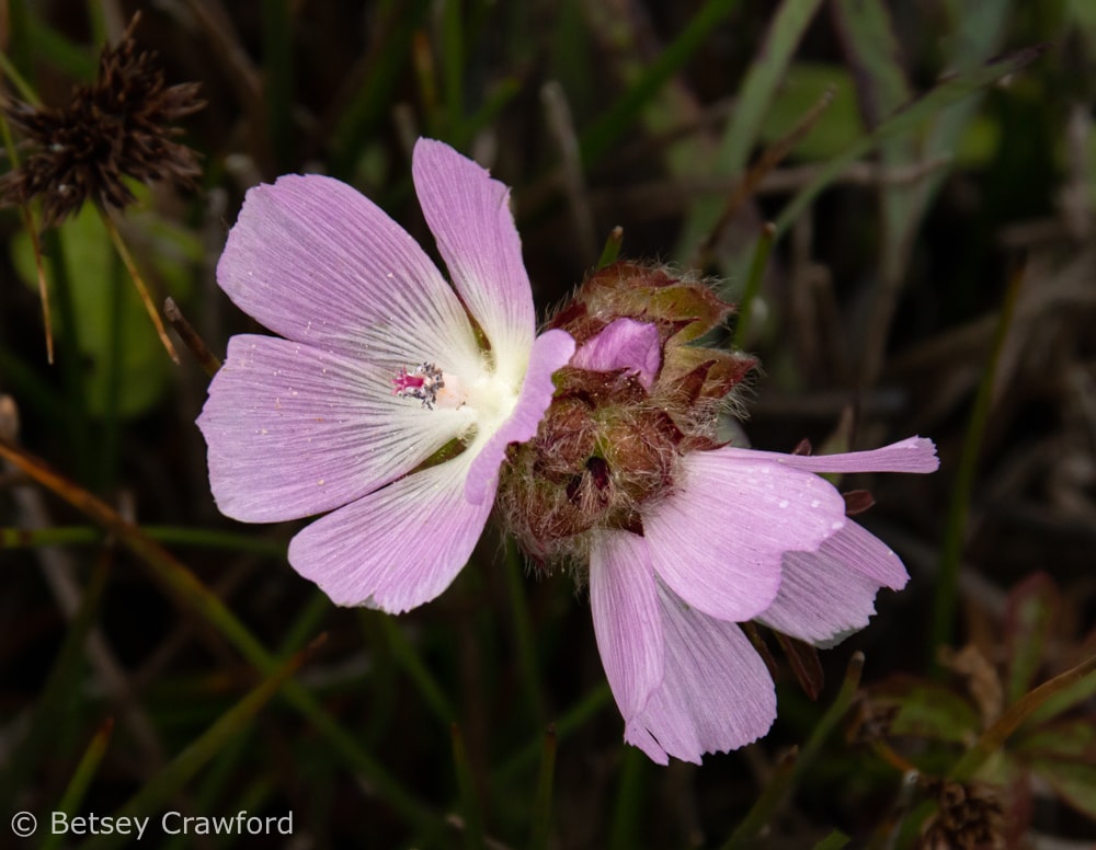 Point Reyes checker bloom (Sidalcea calycosa subspecies rhizomata) at Bull Point in Point Reyes National Seashore, California by Betsey Crawford