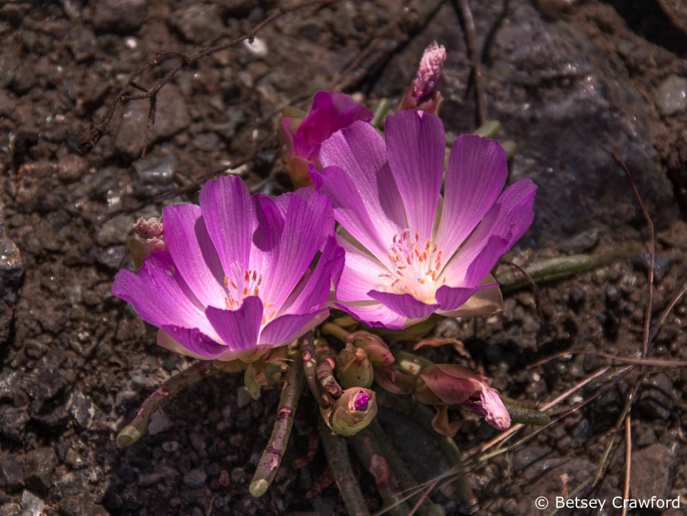 Bitterroot, named after Linnaeus Lewisia revidiva, on Mount Burdell in Novato, California by Betsey Crawford