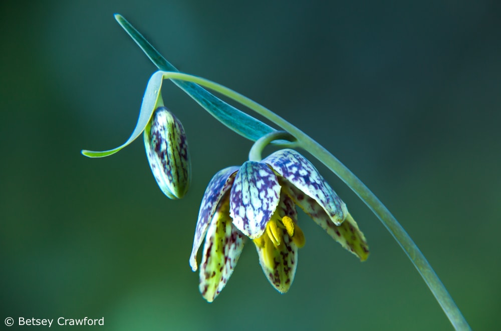 Delicate nature: Checker lily (Fritillaria affinis) on King Mountain in Larkspur, California by Betsey Crawford