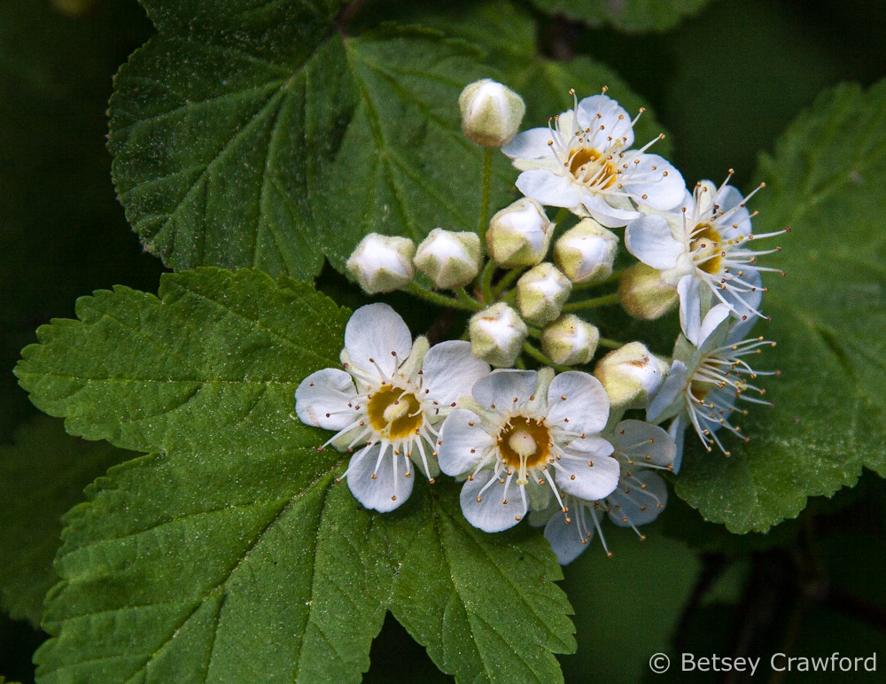 Mallow ninebark, named after Linnaeus Physocarpus malvaceous, on Tubbs Hill in Coeur d'Alene, Idaho by Betsey Crawford