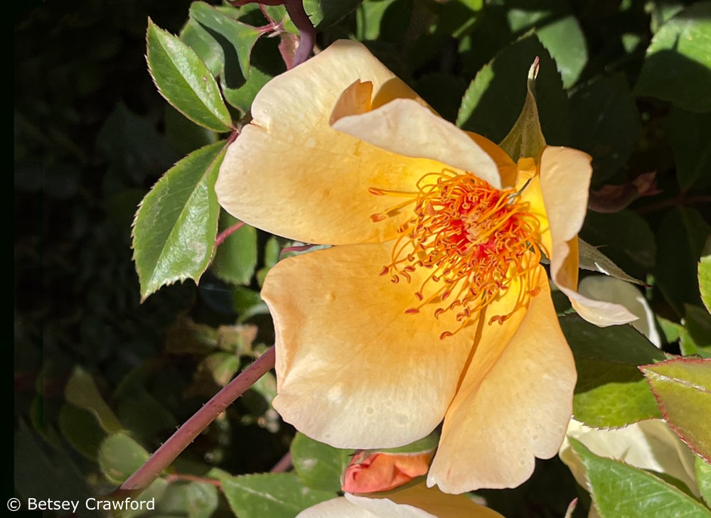 A rose blooming in Filoli Gardens, Redwood City, California by Betsey Crawford