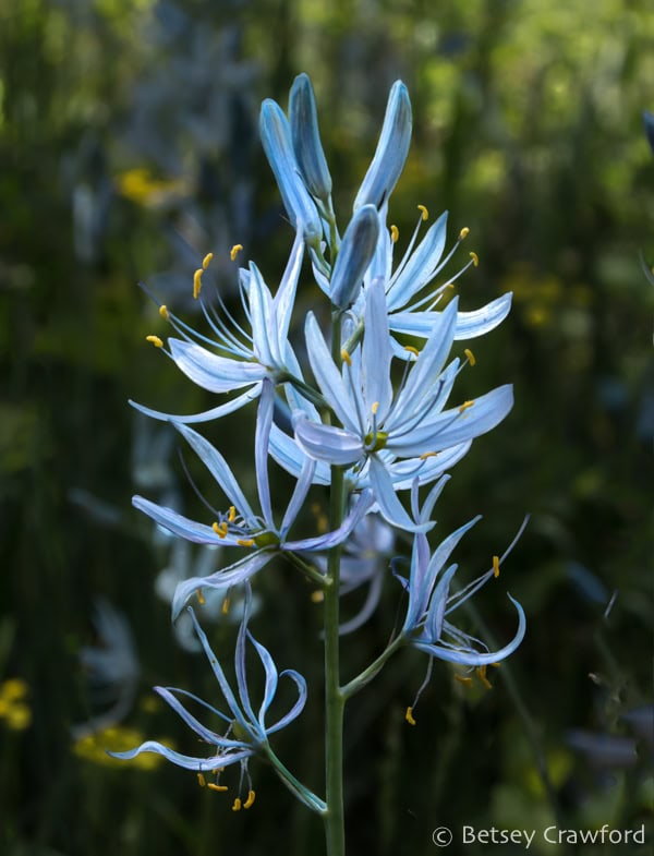 A cluster of camas lily flowers with their sky blue, strappy petals and yellow anthers in Coeur d'Alene, Idaho. Photo by Betsey Crawford.