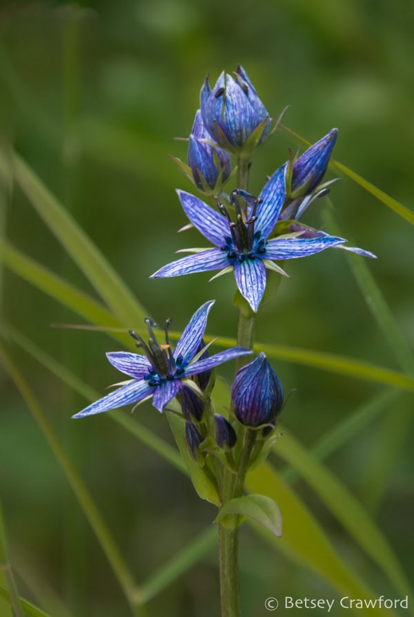 A stalk of navy blue-striped star gentian (Swertia perennis), in Homer, Alaska against a green background crossed with grass leaves. Photo by Betsey Crawford.