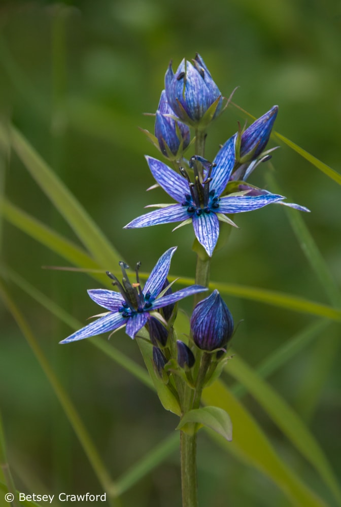 Blue flowers: Star gentian (Swertia perennis) Wynn Nature Center, Homer, Alaska