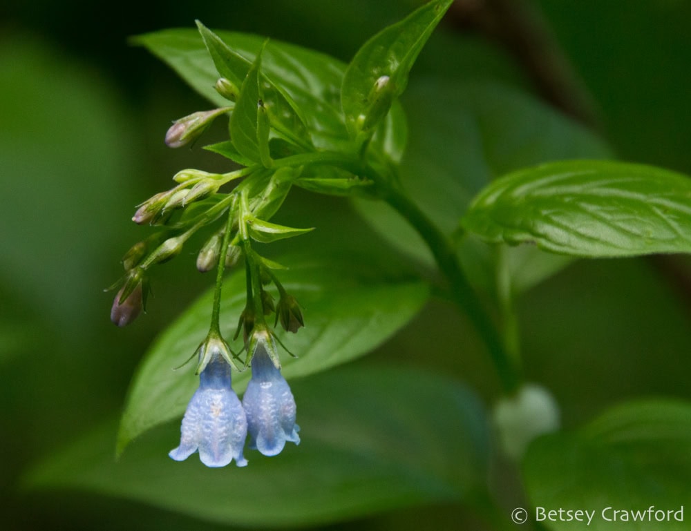 Pale blue bells of tall bluebells (Mertensia paniculate) with buds and green leaves in Murray, Idaho. Photo by Betsey Crawford.