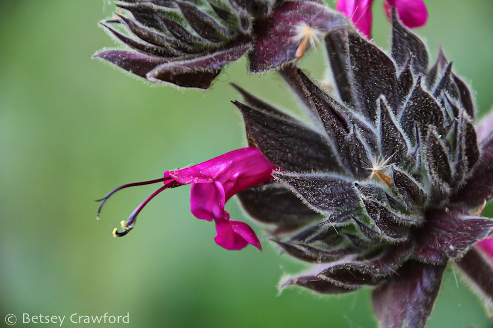 Hummingbird sage (Salvia spathacea) in Solstice Canyon in Malibu, California by Betsey Crawford