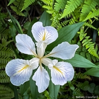 White iris douglasiana with ferns on the Baltimore Canyon Trail, Larkspur, California by Betsey Crawford