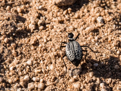 A black and white spotted beetle in the Anza Borrego Desert, California by Betsey Crawford