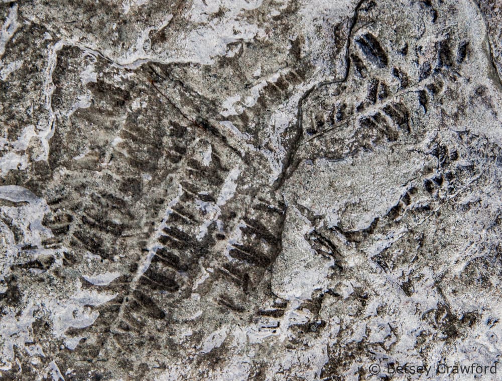 Fern fossil found at Joggins Fossil Cliffs, Bay of Fundy, Nova Scotia, Canada by Betsey Crawford