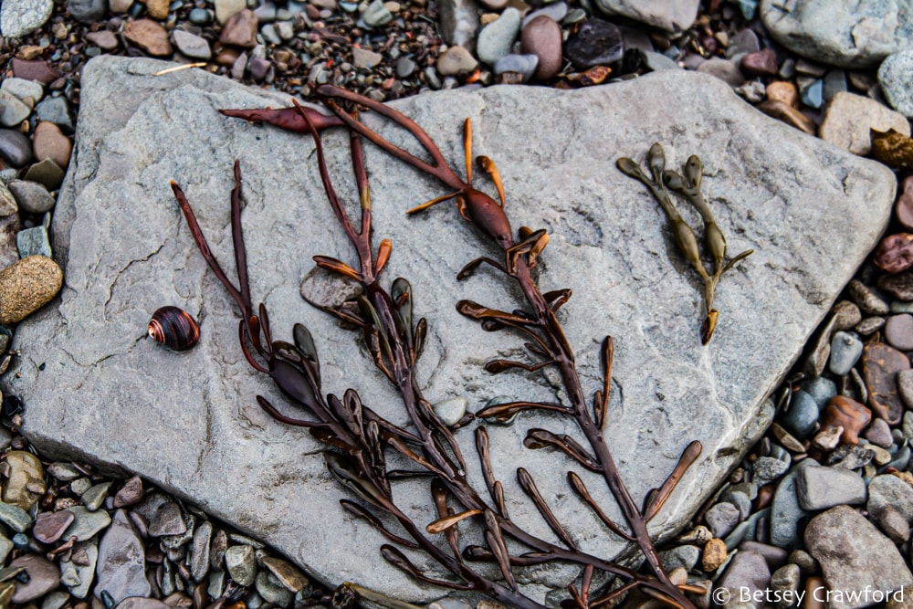 Seaweed on the beach at Joggins Fossil Cliffs, Bay of Fundy, Nova Scotia, Canada by Betsey Crawford