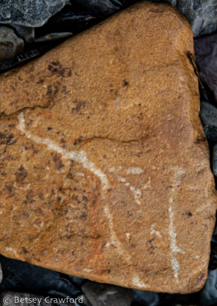 Seaweed-like fossil found at Joggins Fossil Cliffs, Bay of Fundy, Nova Scotia, Canada by Betsey Crawford
