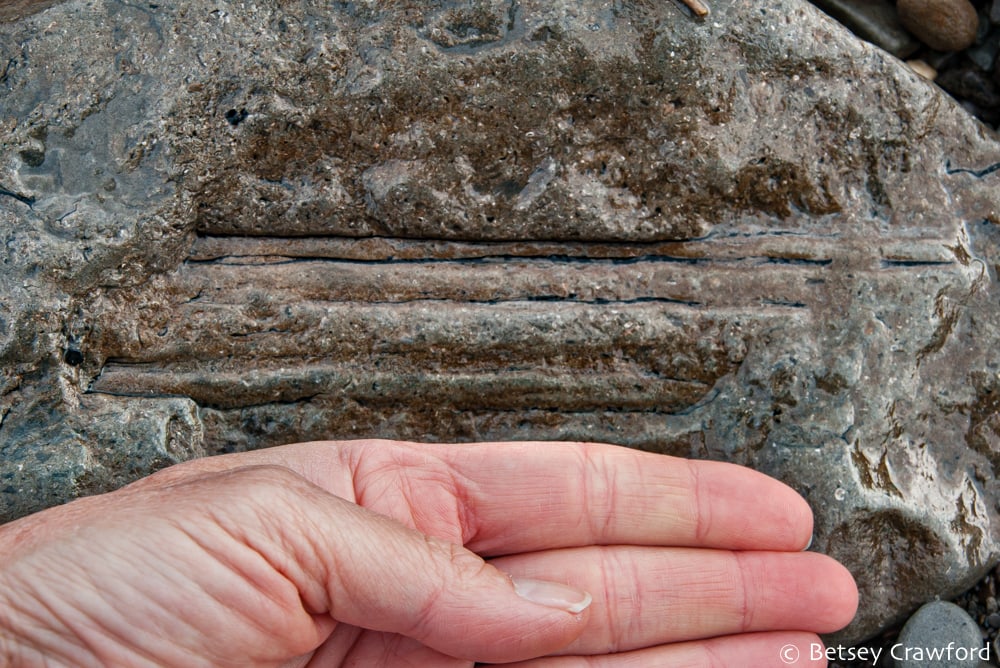 Sigillaria stem fossil found at Joggins Fossil Cliffs, Bay of Fundy, Nova Scotia, Canada by Betsey Crawford