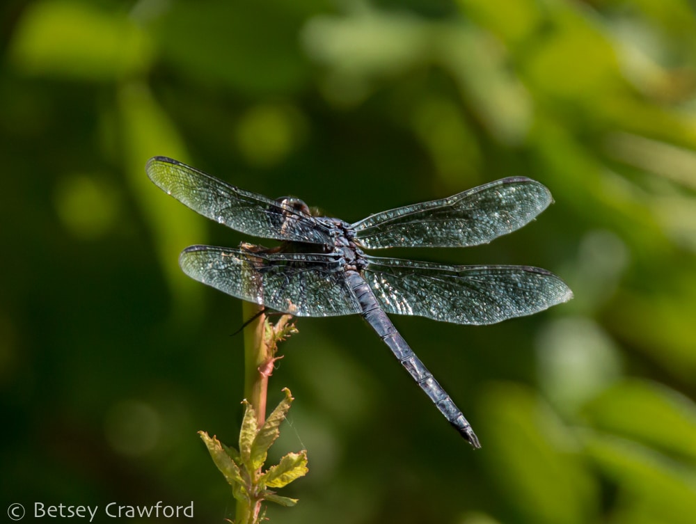 A dragonfly alights on a twig along Kaplan's Pond in Croton-on-Hudson, New York by Betsey Crawford
