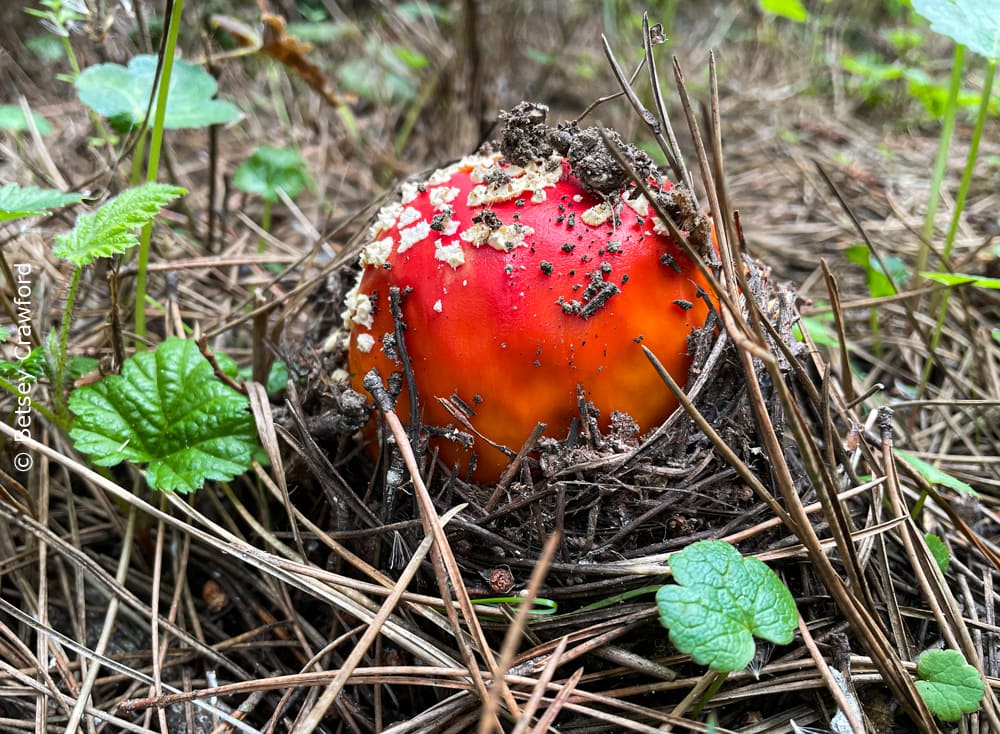 A fly agaric mushroom (Amanita mascara) coming out of the ground along the Bay View Trail in Point Reyes National Seashore, California by Betsey Crawford