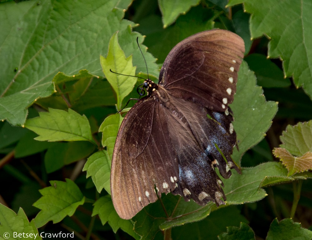 Metamorphosis and transformation: Missouri spicebush swallowtail (Papilio Troilus) Osceola, Missouri by Betsey Crawford