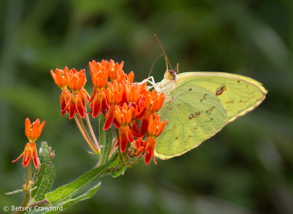 Chartreuse cloudless sulphur butterfly (Phoebis sennae) on bright orange butterfly weed (Asclepias tuberosa) in Osceola, Missouri. Photo by Betsey Crawford
