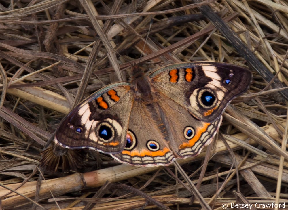 Transformation: common buckeye butterfly (Junonia coenia) Golden Prairie, Golden City, Missouri by Betsey Crawford