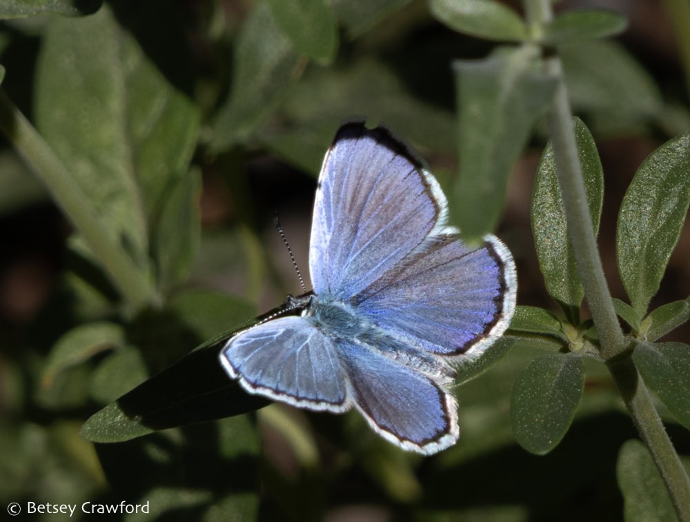 Soft blue with black and white trim, Melissa blue butterfly (Polybius melissa) on dark green leaves. Photo by Betsey Crawford.