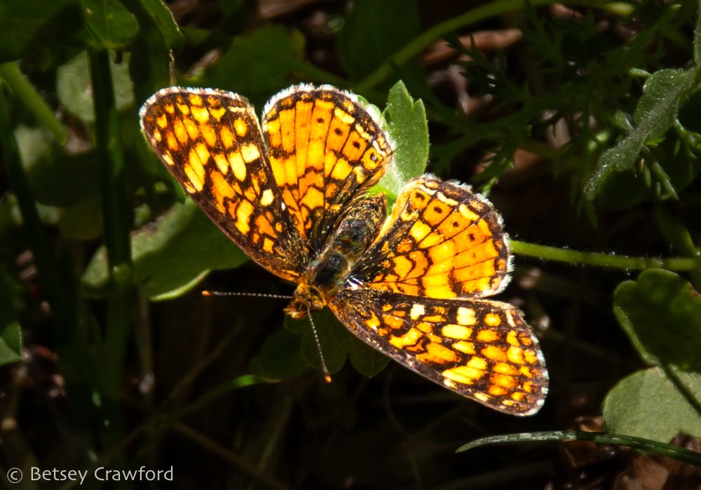 Orange and black mylitta crescent butterfly (Phyciodes mylitta), resting on a green stem, radiant against the sun. Photo by betsey Crawford.