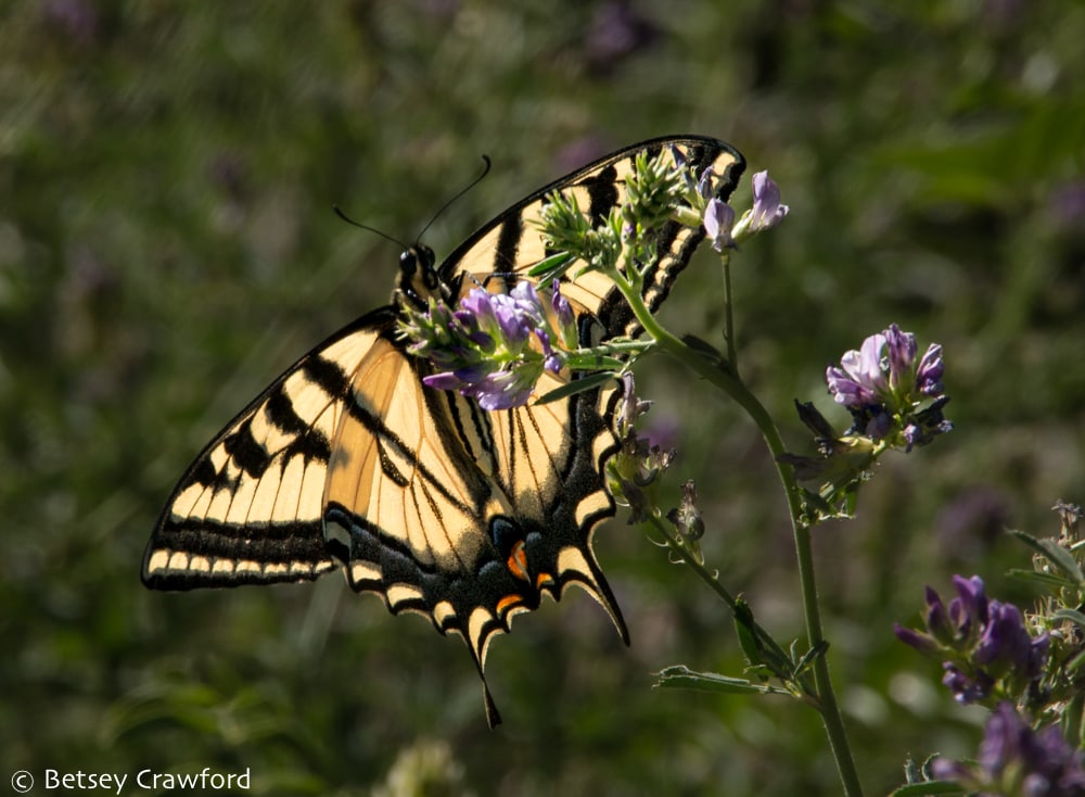 Metamorphosis and transformation: tiger swallowtail butterfly (Papilio species) Naturita, Colorado by Betsey Crawford