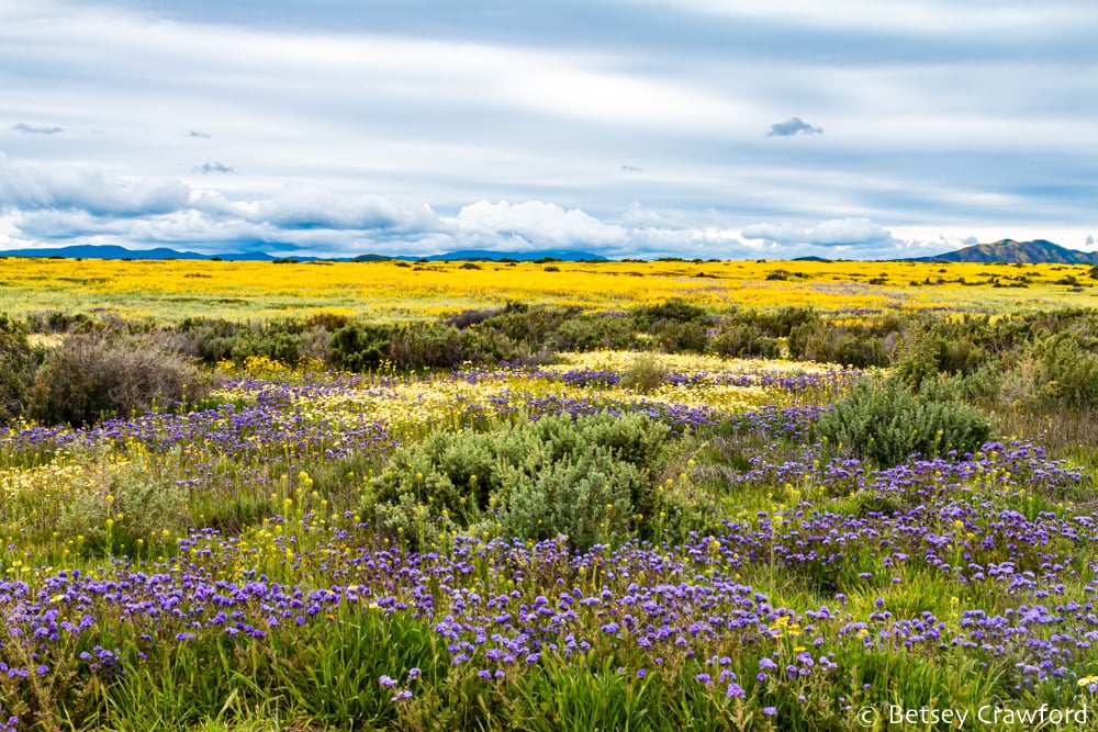 The Easter spirit of rebirth in the vast swaths of yellow and blue bloom in the 2019 superbloom in the Carrizo Plain, California. Photo by Betsey Crawford