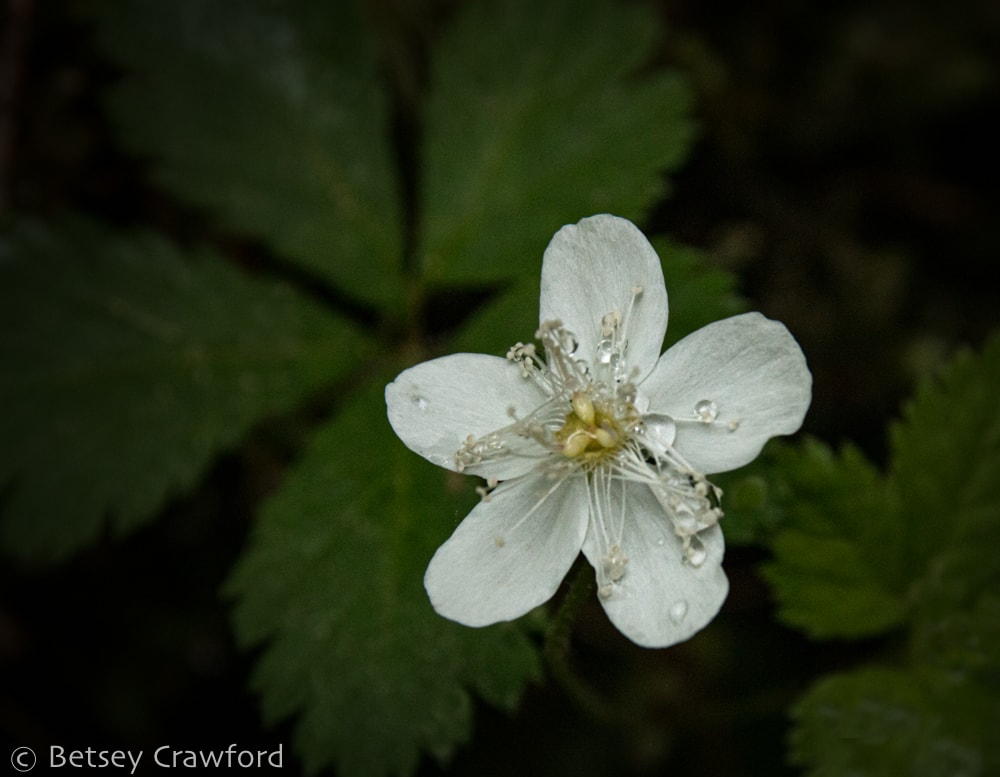 White five-leaf dwarf bramble (Rubus pedals) in the Hoh Rainforest, Olympic Peninsula, Washington by Betsey Crawford