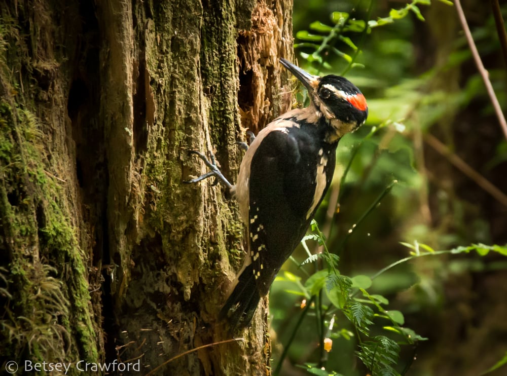 Hairy woodpecker (Dryobates villosus) in the Hoh Rainforest, Olympic Peninsula, Washington by Betsey Crawford