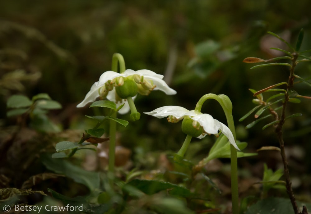 White one-flowered wintergreen (Moneses uniflora) in the Hoh Rainforest, Olympic Peninsula, Washington by Betsey Crawford