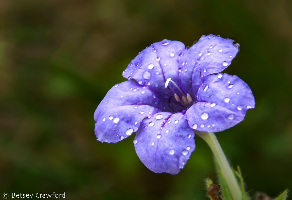 Purple prairie petunia (Ruella humilis) with raindrops along the road in Osceola, Missouri by Betsey Crawford