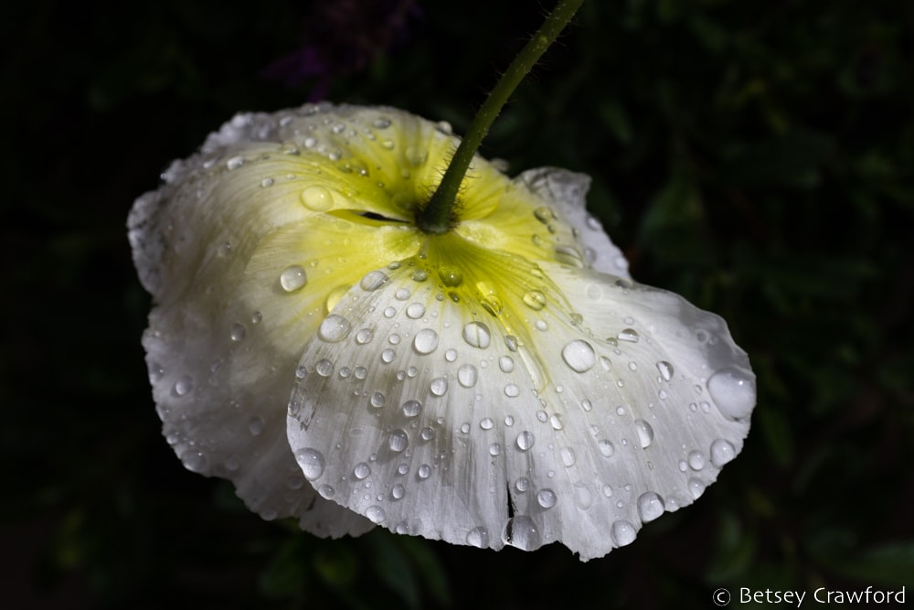 Raindrops on an upside down white poppy in a garden in California by Betsey Crawford