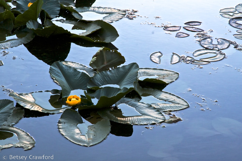 Big water lily leaves and one yellow water lily on Lake Fernan, Coeur d'Alene, Idaho by Betsey Crawford