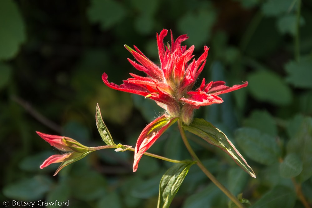 Bright red paintbrush (Castilleja rhexifolia) flower and bud catching the sun in Waterton Lakes National Park, Alberta, Canada. Photo by Betsey Crawford. by Betsey Crawford