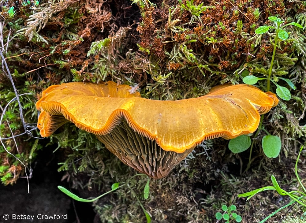 Mycelium fruit: orange western jack-o-lantern mushroom (Omphalotus olivescens) on Mount Burdell in Novato, California. Photo by Betsy Crawford