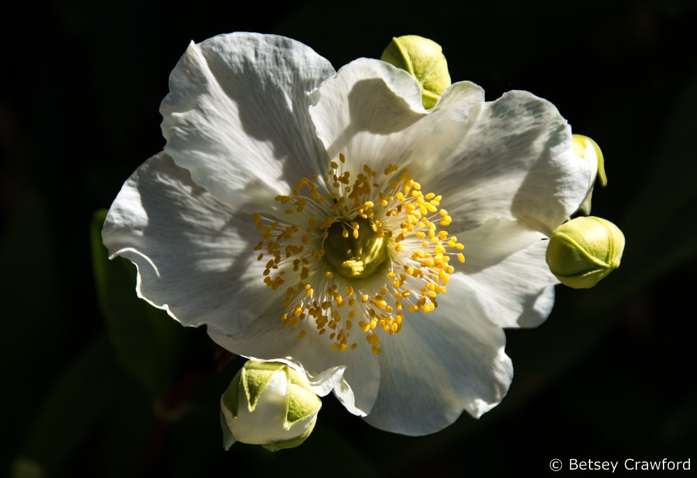 Close up of bright white bush anemone and buds (Carpenteria californica) in a private garden in San Ramon, California. Photo by Betsey Crawford