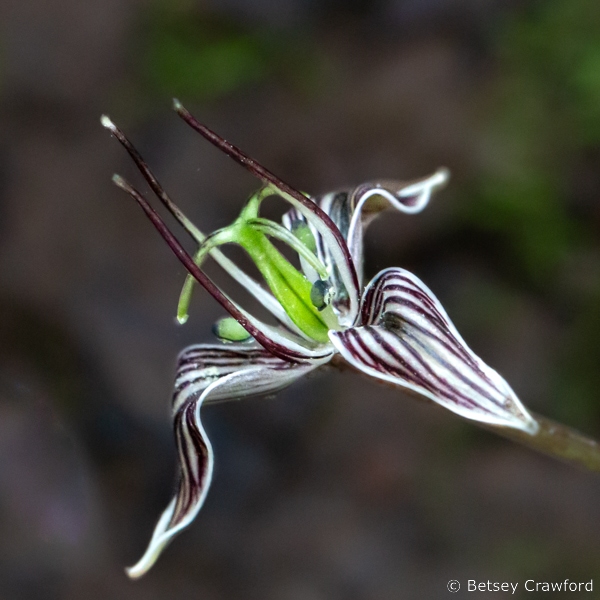 Close up of white and maroon striped fetid adder's tongue (Scoliopus bigelovii) King Moutain trail, Larkspur, California. Photo by Betsey Crawford