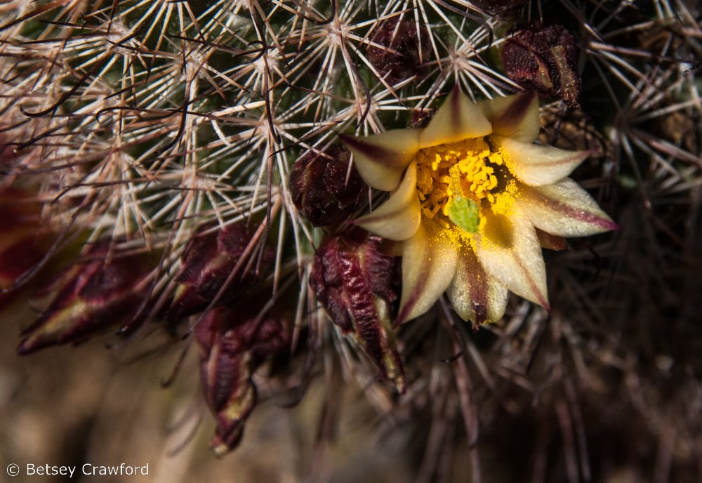 Fishhook cactus flower, white with maroon center stripe, filled with yellow pollen (Mammillaria dioica) in the Anza Borrego Desert. Photo by Betsey Crawford