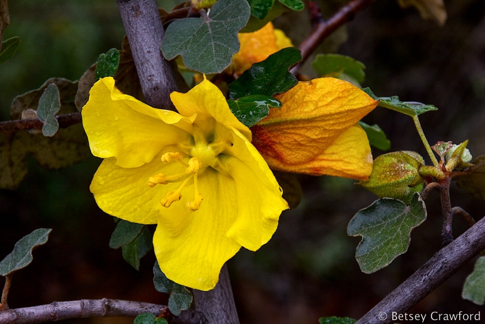 Vivid yellow flower of flannel bush (Fremontodendron californicum) Charmlee Wilderness, Santa Monica Mountains, California. Photo by Betsey Crawford in an essay about Thomas Berry.