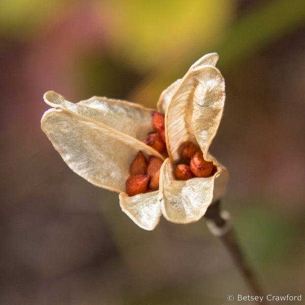 Opening seed pod of western columbine (Aquilegia occidentalis) with orange seeds. Photo taken at Meadows in the Sky in Revelstoke National Park, British Columbia by Betsey Crawford
