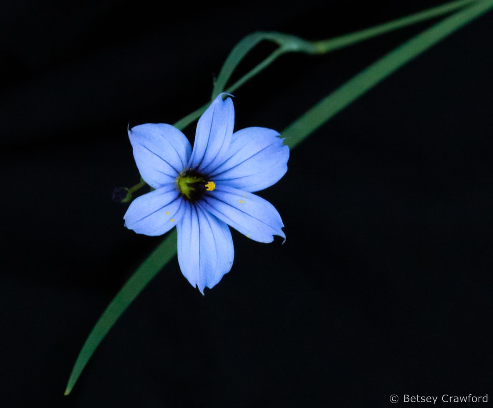 Blue blue-eyed grass (Sisyrinchium bellum) on King Mountain, Larkspur, California by Betsey Crawford.