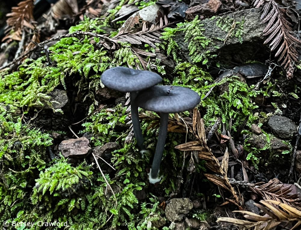 Black mushrooms in the leptonia genus rise above the moss they live among. Photo by Betsey Crawford