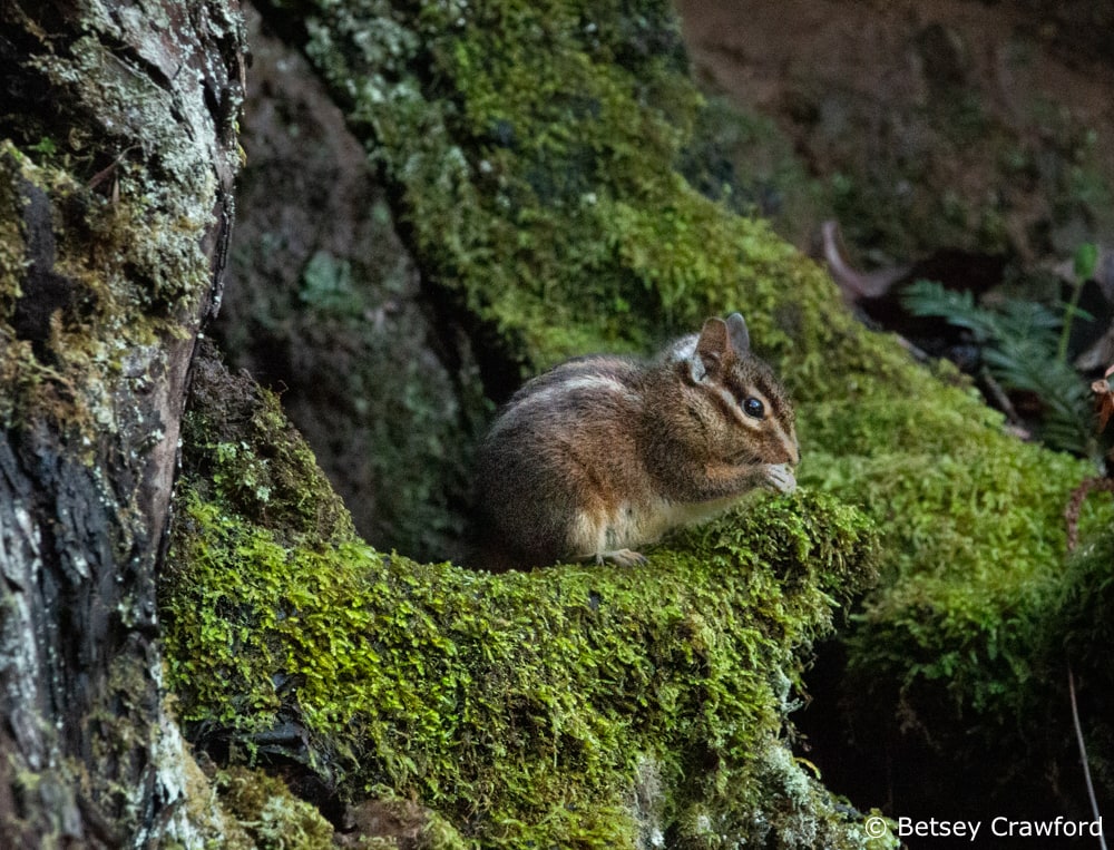 A chipmunk eats at the opening of his nest in a tree, carpeted in moss. Photo by Betsey Crawford