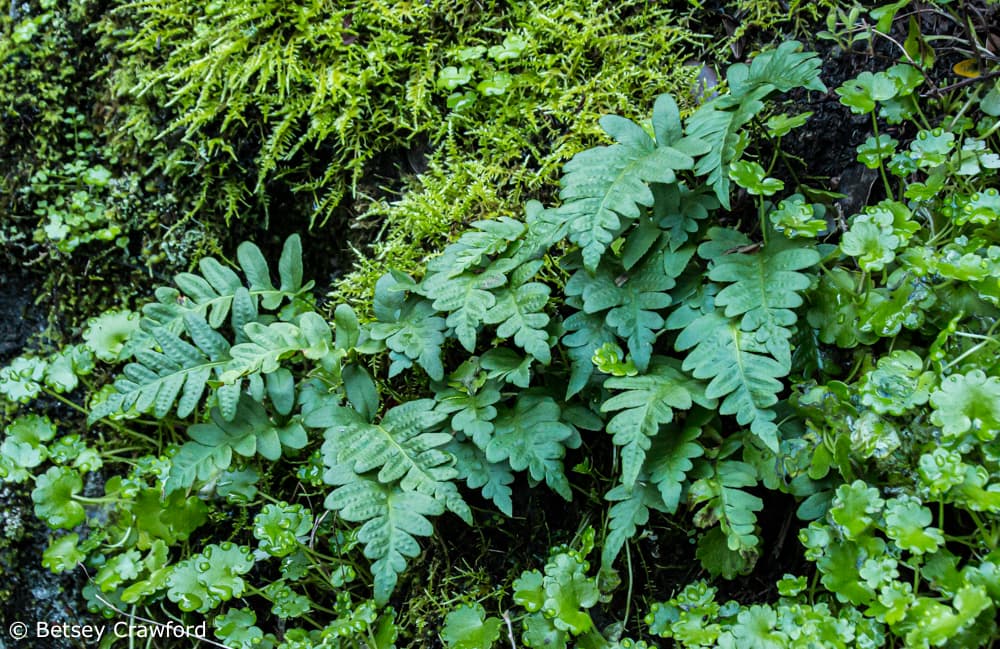 Ferns and moss growing along the Hoo-Koo-E-Koo Trail, Kentfield, California. Photo by Betsey Crawford.