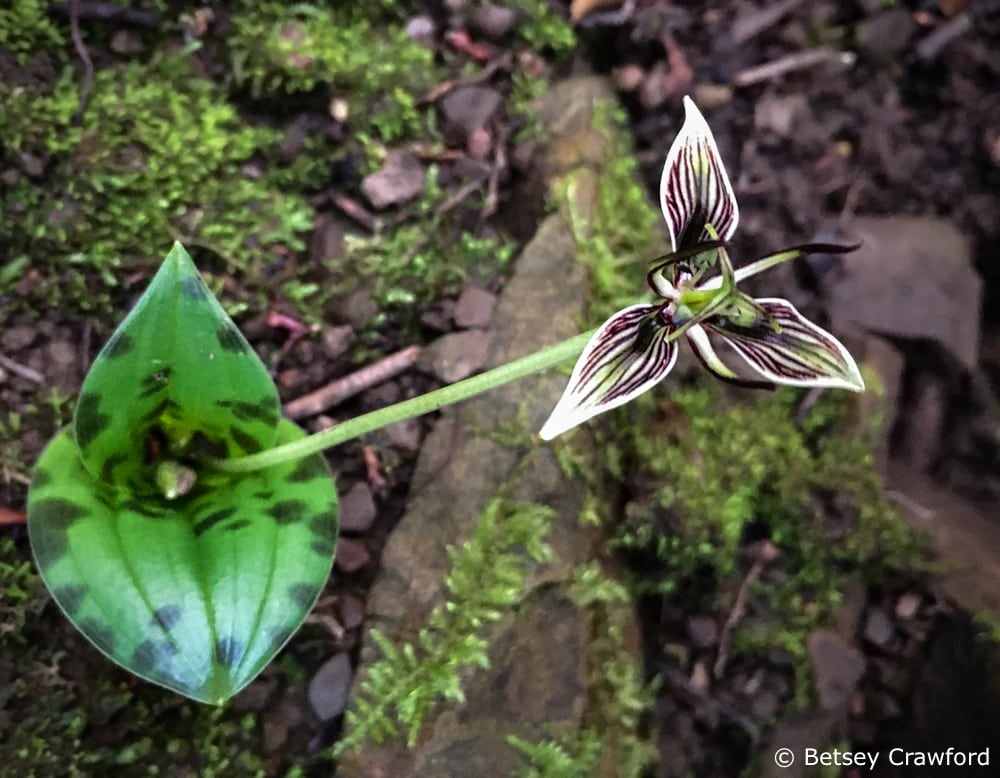 Fetid adders tongue (Scoliopis bigelovii) is one of the wildflower neighbors of moss on the King Mountain Loop, Larkspur, California. Photo by Betsey Crawford.