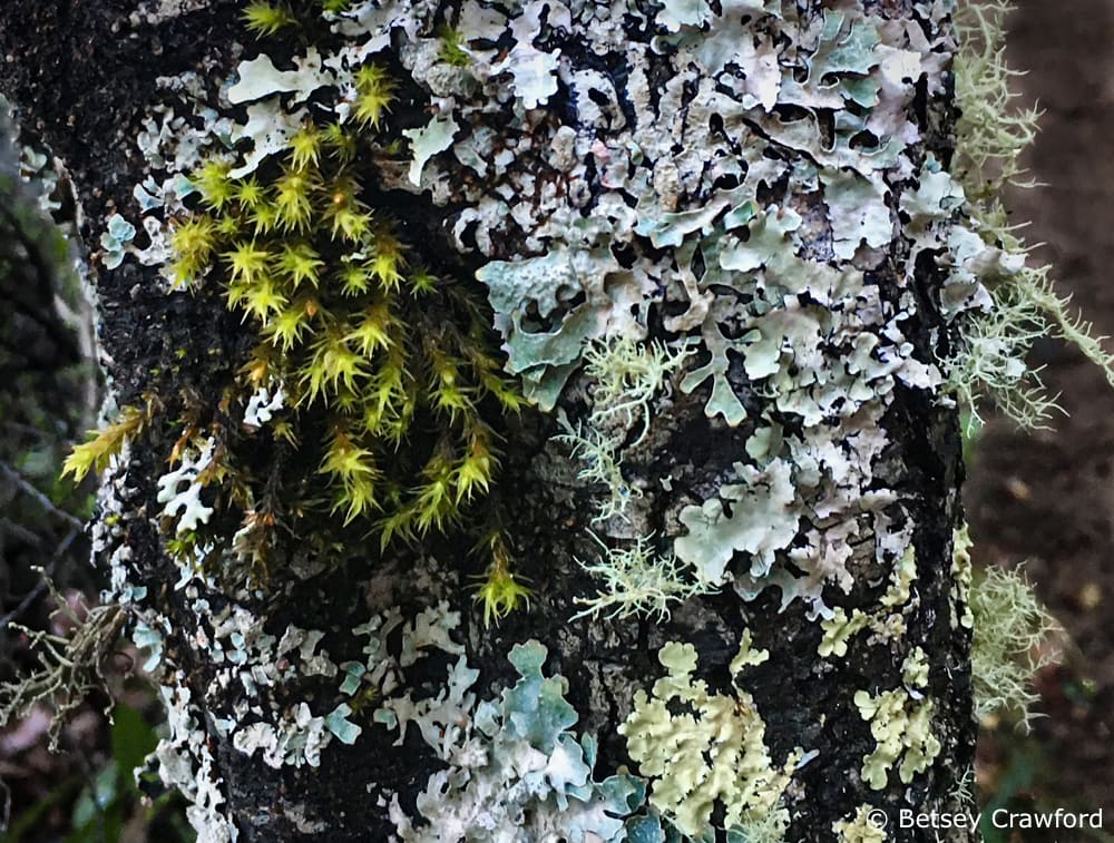 Moss and silvery lichen growing together on a tree trunk. Photo by. Betsey Crawford.