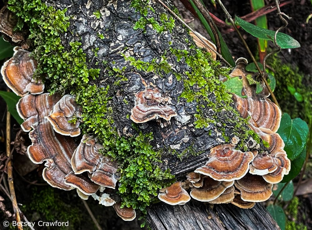 Moss and turkey tail fungus (Trametes versicolor) with its bright stripes of orange and brown on a log. Photo by Betsey Crawford.