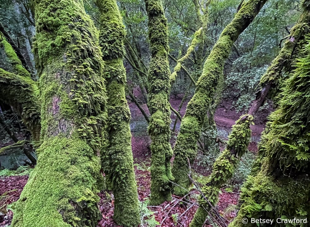 Moss covered tree trunks make a green world in Baltimore Canyon, Larkspur, California by Betsey Crawford.