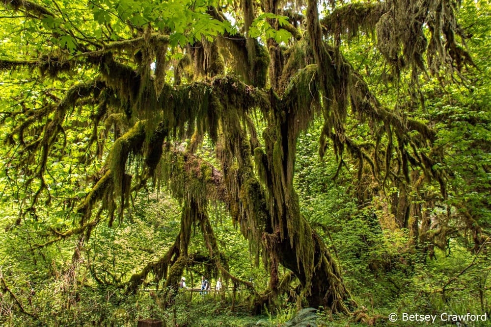 Moss draped tree in the Hoh Rain Forest, Olympic Peninsula, Washington by Betsey Crawford