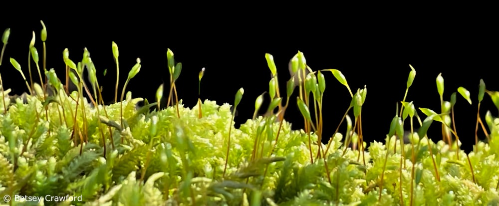 Capsules holding moss spores rise above the mat of moss leaves. Photo by Betsey Crawford