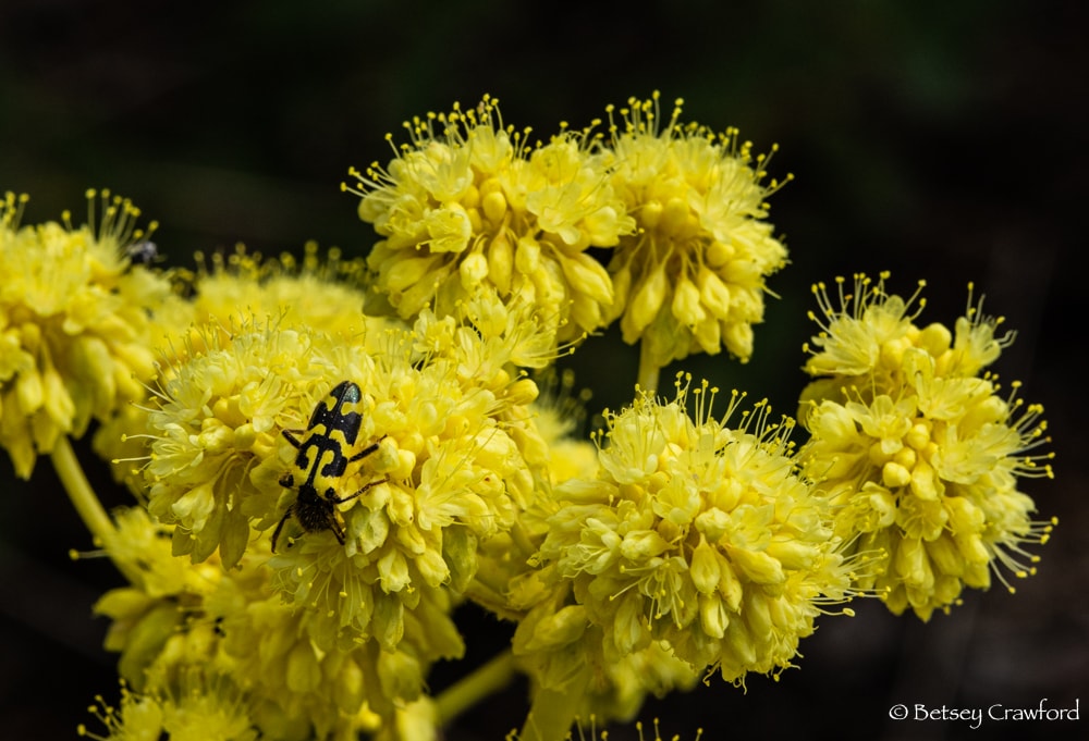 Vivid yellow arrowleaf buckwheat (Eriogonum compositum) with matching black and yellow ornate checkered beetle (Trichodes ornatus) by Betsey Crawford