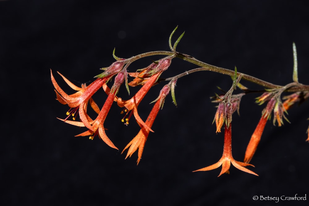 a cluster of brilliant red-orange trumpets of scarlet gilia (Ipomopsis aggregata) by Betsey Crawford